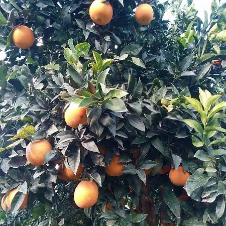 Agriturismo Calamosche Farm stay Noto