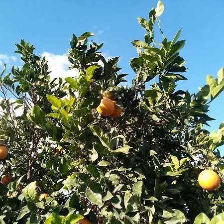 Agriturismo Calamosche Noto